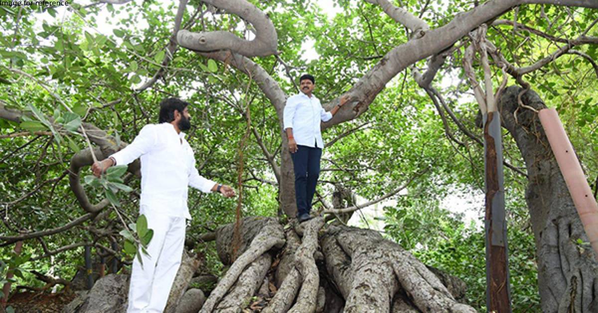 Telangana: Mahabubnagar's 800-year old banyan tree gets new life as parliamentarian announces Rs 2 cr for preservation